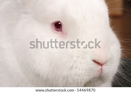 Close up shot of the face of a large New Zealand White rabbit.