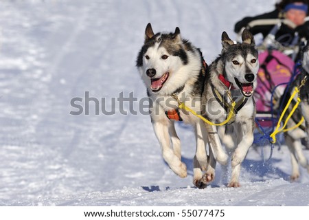 Details of a sled dog team in full action, heading towards the camera. Space for text in the snow.