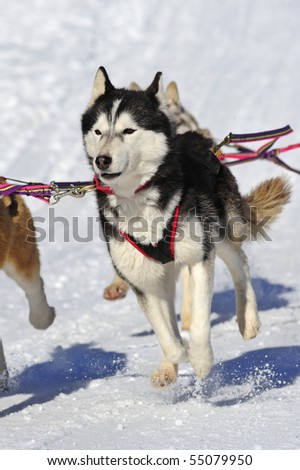 Close up of a young Malamute sled dog in a team, pulling a sled, the snow flying