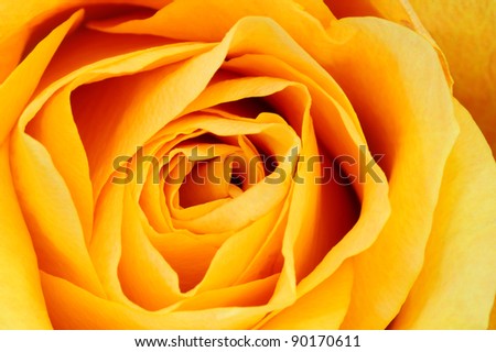 Macro shot of a yellow rose. Suitable as a natural abstract