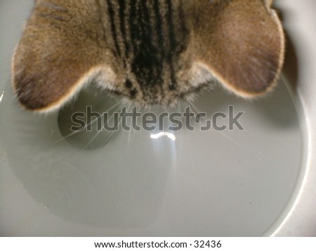 [Obrazek: stock-photo-curious-cat-32436.jpg]