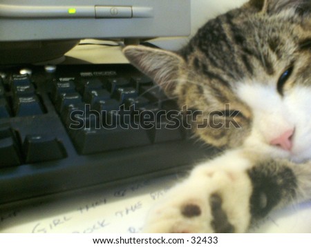 Keyboard cat nap.