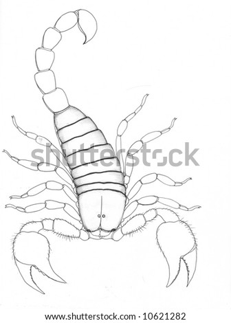 stock photo Pen and ink line drawing of an emperor scorpion