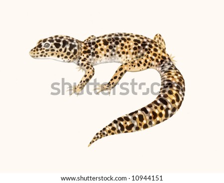 Leopard Gecko Age Chart
