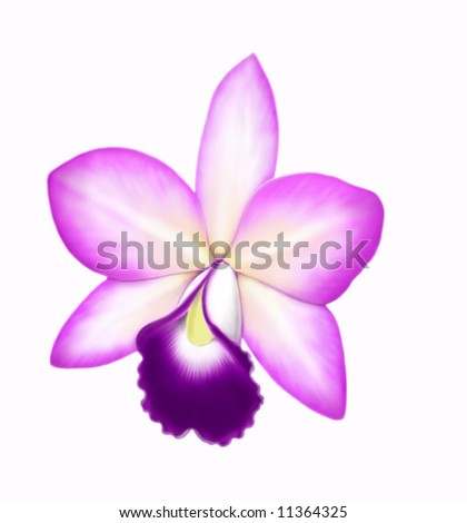Cattleya Orchid Flower