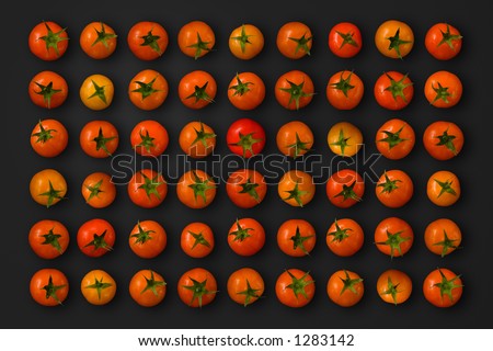 Cherry tomatoes isolated and aligned on a grid over a black background with clipping path