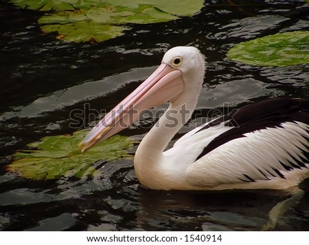 Pelican amongst the lily pads