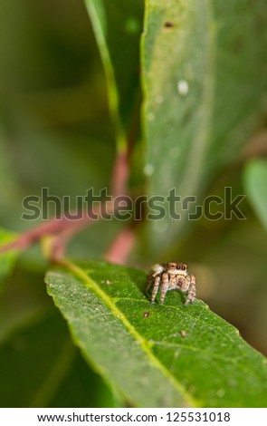 jumping spider on leave