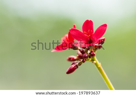 closeup small red frower growing up blossom