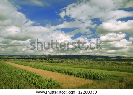 Landscape with blue sky, white clouds and maize crop