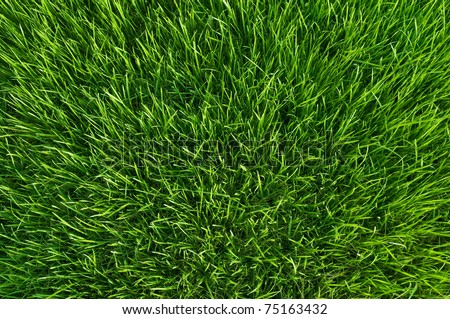 green grass at spring