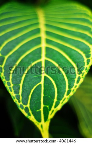 Stunning green and yellow close up of a tropical plant leaf