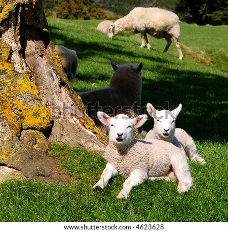 Cute spring lambs in the sun