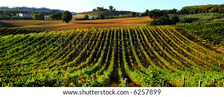 Beautiful countryside vineyard panorama north of Rome in Italy