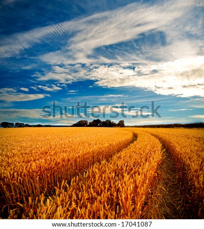 of wheat fields in stormy
