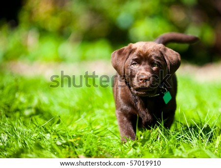 Cute labrador puppy in green grass on a summer day