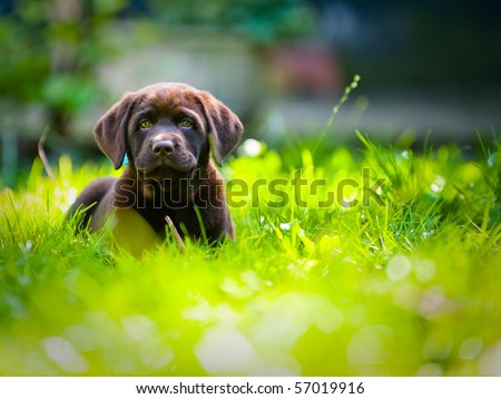 cute yellow labrador puppy. stock photo : Cute labrador