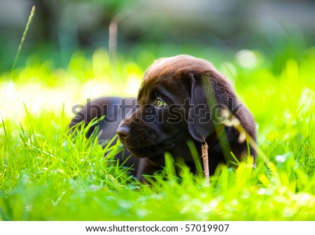 Cute labrador puppy in green grass on a summer day