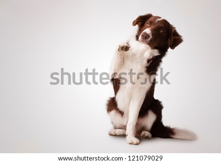 Cute junior brown border collie sitting and raising a paw Cute junior brown border collie sitting and raising a paw