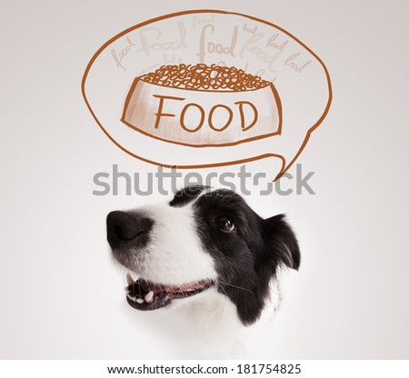 Cute black and white border collie thinking about a bowl of food in a thought bubble above her head