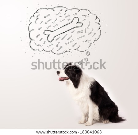Cute black and white border collie sitting and dreaming about a bone in a thought bubble