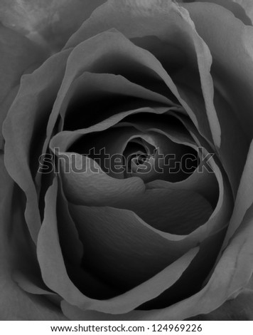 Black and white rose closeup