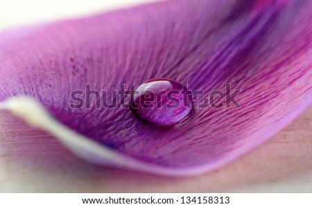 Beautiful water drop on a purple petal