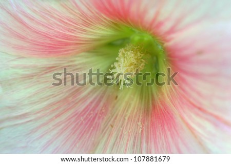 Extreme close up shot of Hibiscus flower