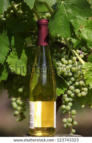 Wine bottle and fresh grapes in the Wineyard