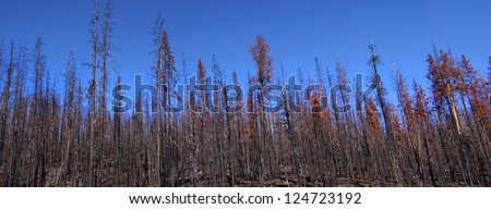 Burnt trees panorama