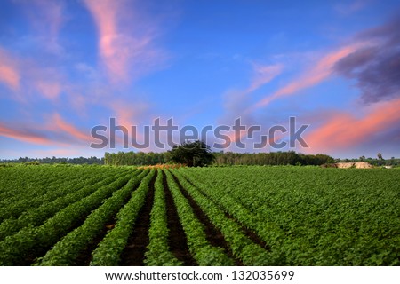 Farm lands in India with evening sky