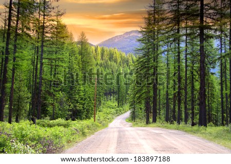 Drive through pine woods in Montana