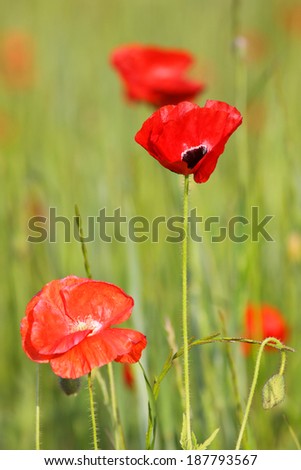 Red poppy flowers in the meadow in summer time