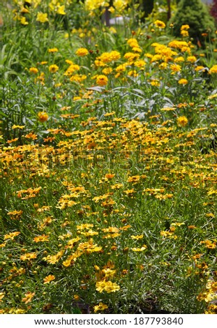 Many Gerber and black eyed susans in the garden