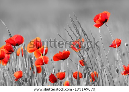 Red Poppy flowers with black and white background