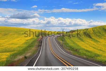 Scenic road through Rapeseed fields In eastern Washington state