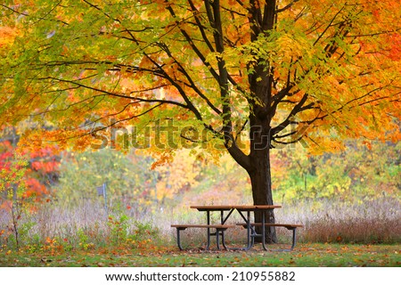 Picnic table under bright color autumn trees