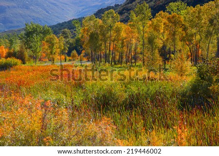 Aspen and cottonwood trees in Colorado, Early autumn time