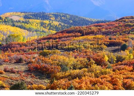 Rolling hills of autumn trees