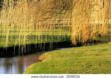 Willow Tree Branch
