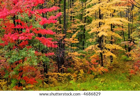 Autumn trees in a brilliant colors shot in Michigan upper peninsula Haiwatha state forest