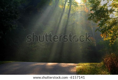 Morning sun light rays piercing through the trees