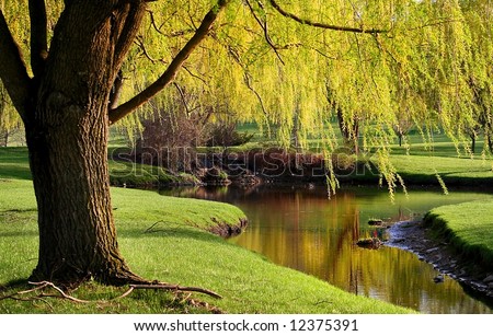 Willow trees by the river side in Michigan park