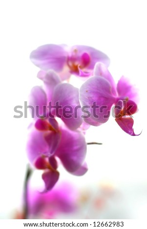 A pink orchid flower against white background