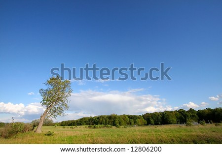 Single tall tree in the middle of grass lands