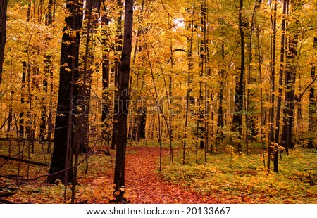 Autumn Walkway