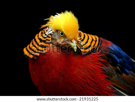 Multi Colored Bird