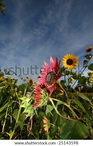 Colorful Sun flowers against dark blue sky background