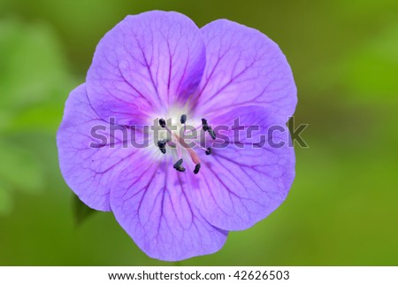 Canterbury bell flower
