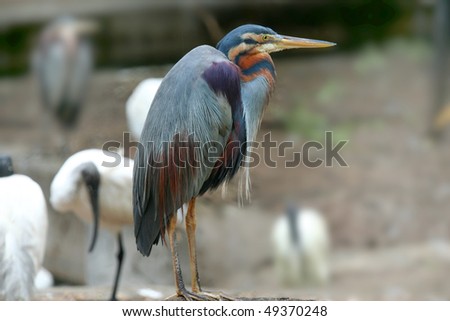 Indian Crane Bird